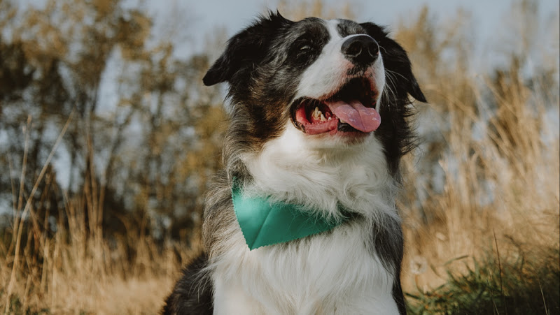 Freddie’s Dog Daycare