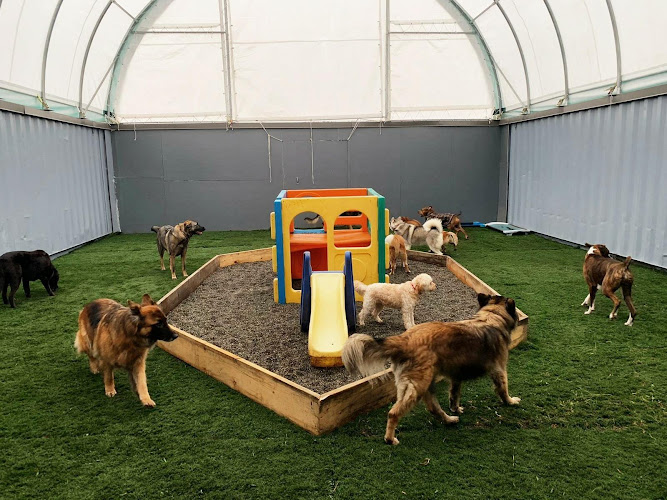 Cloud Nine Canines – Dog Daycare