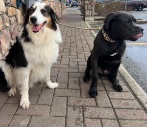 Paws & claws pet sitting