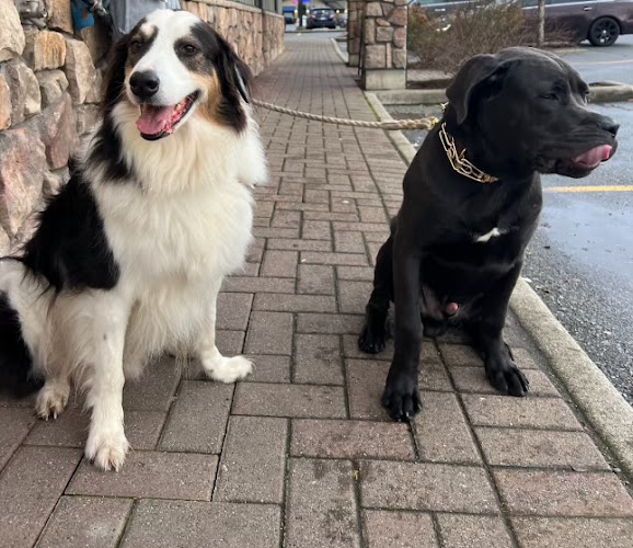 Paws & claws pet sitting