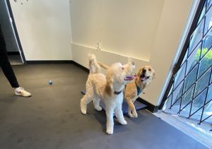 Willows Doggy Daycare, Grooming, and Supplies