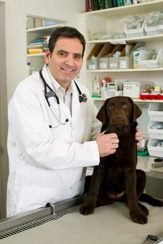 North Yonge Veterinary Hospital(Arzem Veterinary Medicine Professional Corporation)