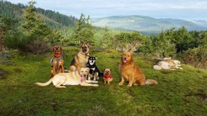 West Shore Pet Service K9 Adventures and Training