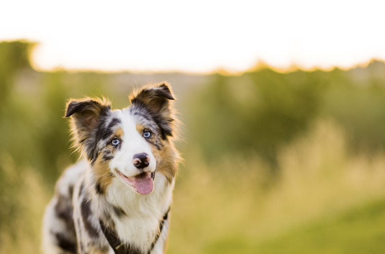 Nodding Dog Training