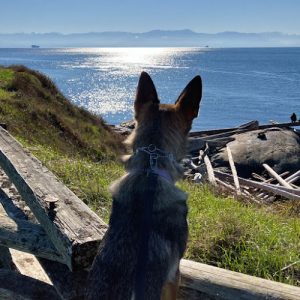 K-9 Super Heroes Dog Whispering