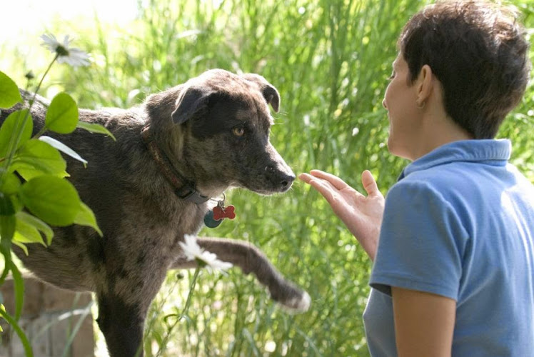 SmartDog Training & Consulting, Victoria Proper and North Saanich