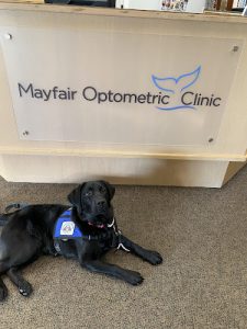 Woofability Service Dog Training