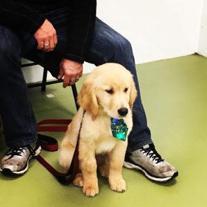 Victoria’s Elite Dog Training Services