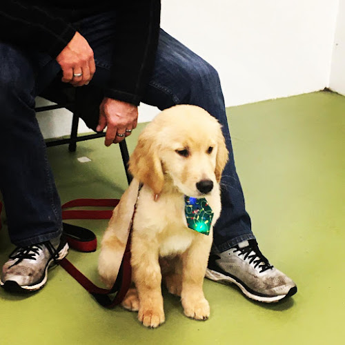 Victoria’s Elite Dog Training Services