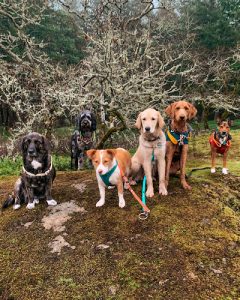 Pawsentials.ca: Dog Walking & Training | Victoria, B.C.