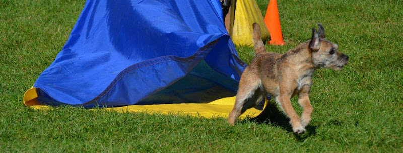 New Discoveries Dog Training