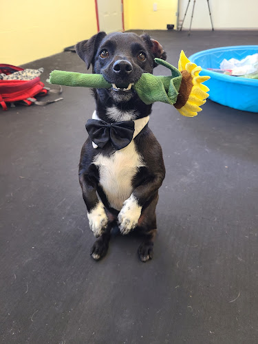 Cruisin’ Canines Dog Training