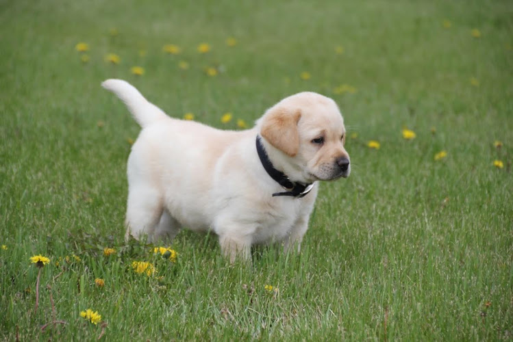 Starstruck Labradors