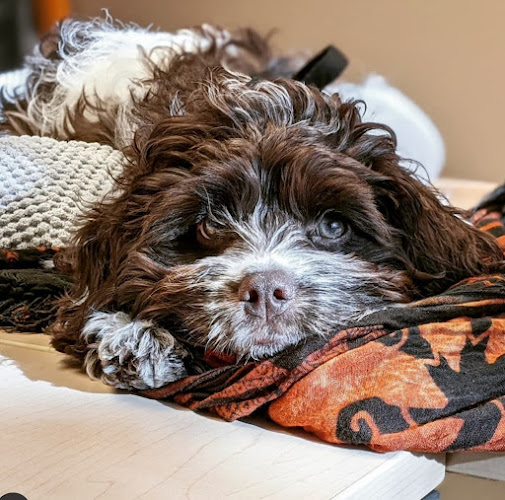 Stone Cutter Puppies