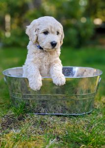 DeeCor Goldendoodles