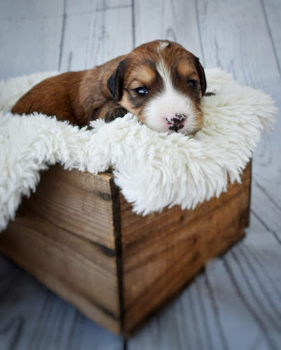 Dorenlee Darling Doodles