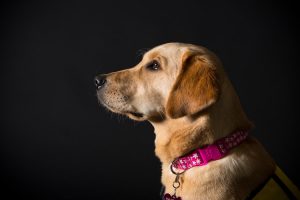 Pacific Assistance Dogs