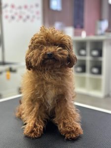 Pawparazzi Dog Grooming and Spa