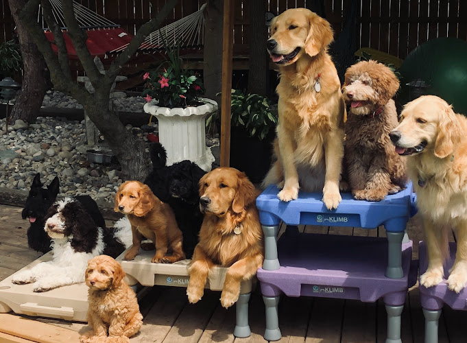 On Golden Paws