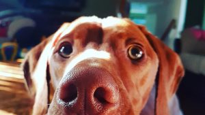 4 on the Floor Dog Walking and Training