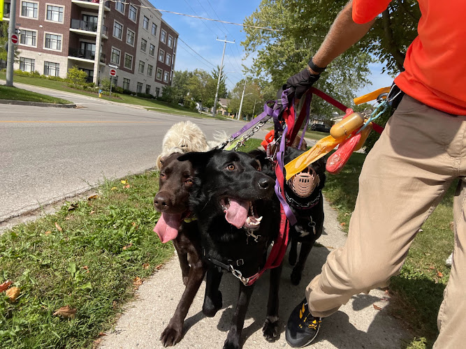 Stratford Dog Walkers