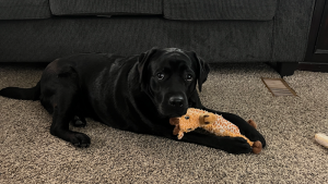 Allan Maniate Dog Training & Equipment Sales