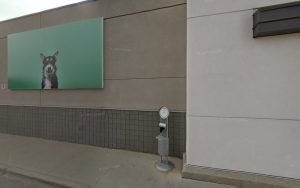 PetSmart Dog Training