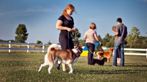 Country Club For Pets Ltd