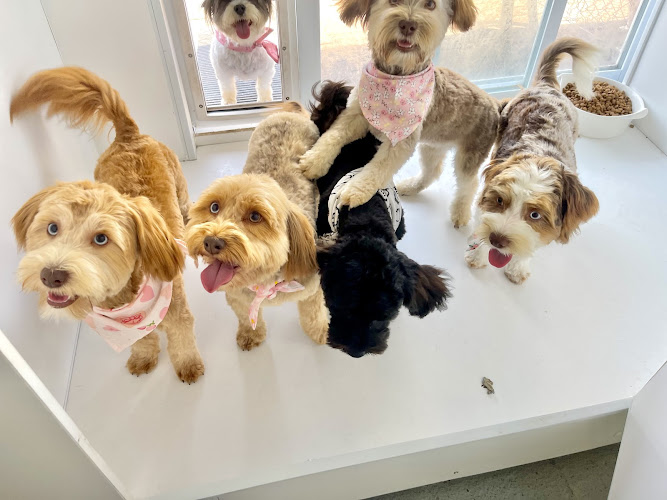 Paradise Kennel