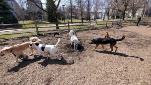 Bow Wow Meow Petcare