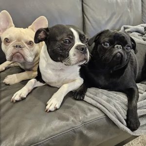 Paws Plus Dog Daycare