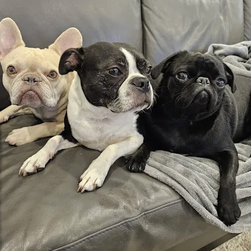 Paws Plus Dog Daycare