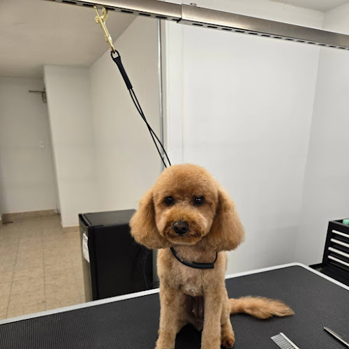 Lily Paws Dog Grooming