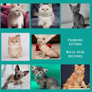 Kittens for sale in CANADA