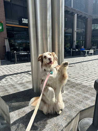 Urban Tail Dog Walking & Pet Services, Toronto