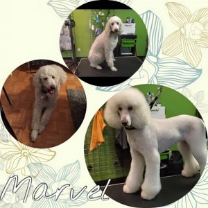 Pawsitively Purrfect Pet Spa