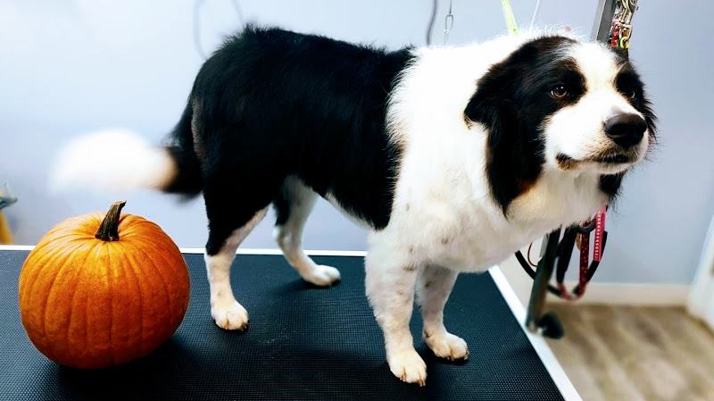 Charleston Charms Grooming