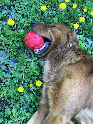 Solid Gold Pet Resort