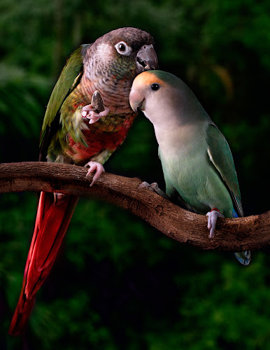 Hope 4 You Dog Training