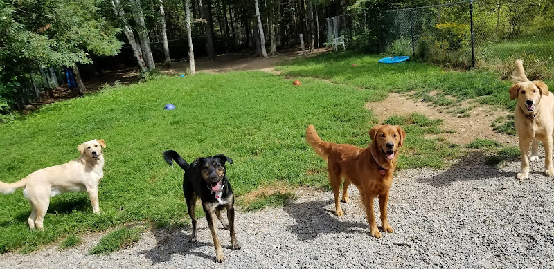 Foster’s Home For Dogs