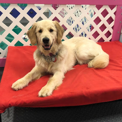 Healing Heeling Paws