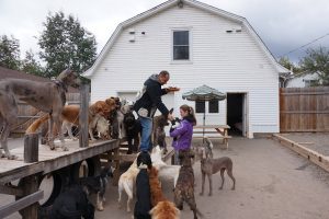 Lovely Doggy House – Dog Daycare, Boarding and Grooming