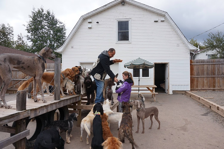 Lovely Doggy House – Dog Daycare, Boarding and Grooming