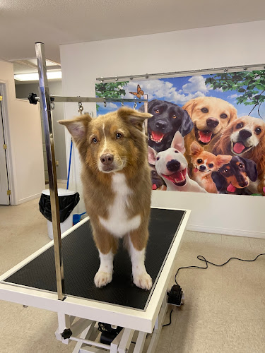 PRESTIGE DOG GROOMING