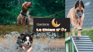 Le Chien d’Or