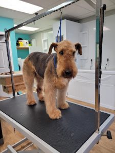 studio beauté canin