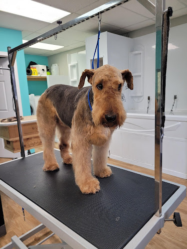 studio beauté canin