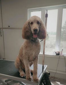 Salon de tonte Bio Canin