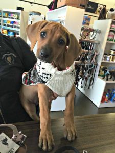 Animal Magic Pet Boutique