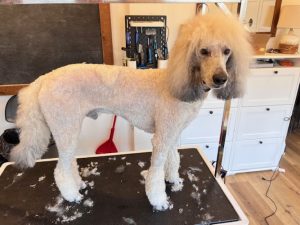 Bay View Acres Grooming